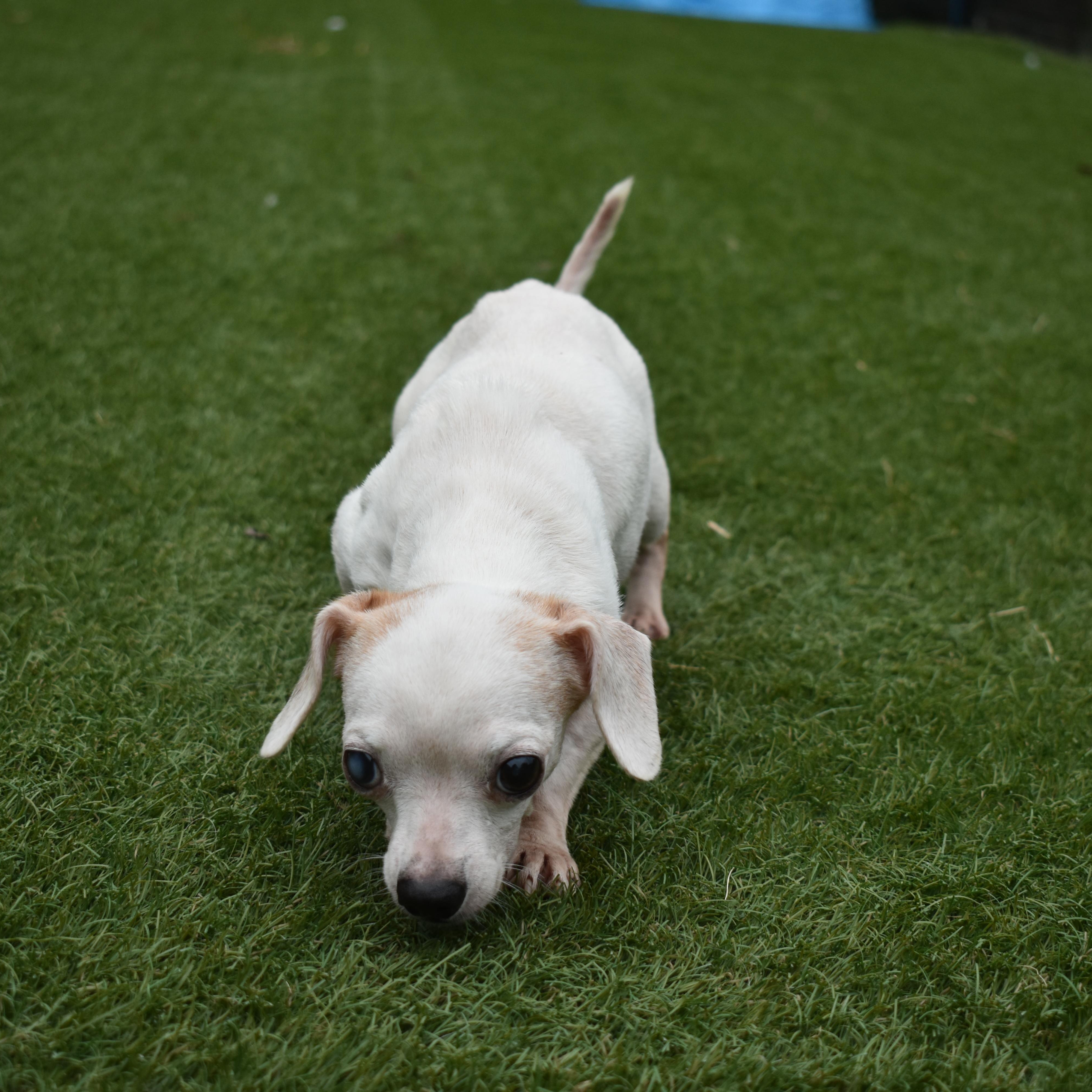Enlarge Chispie-Belle, a Adopted Chihuahua in Auburn, NE image 3/5