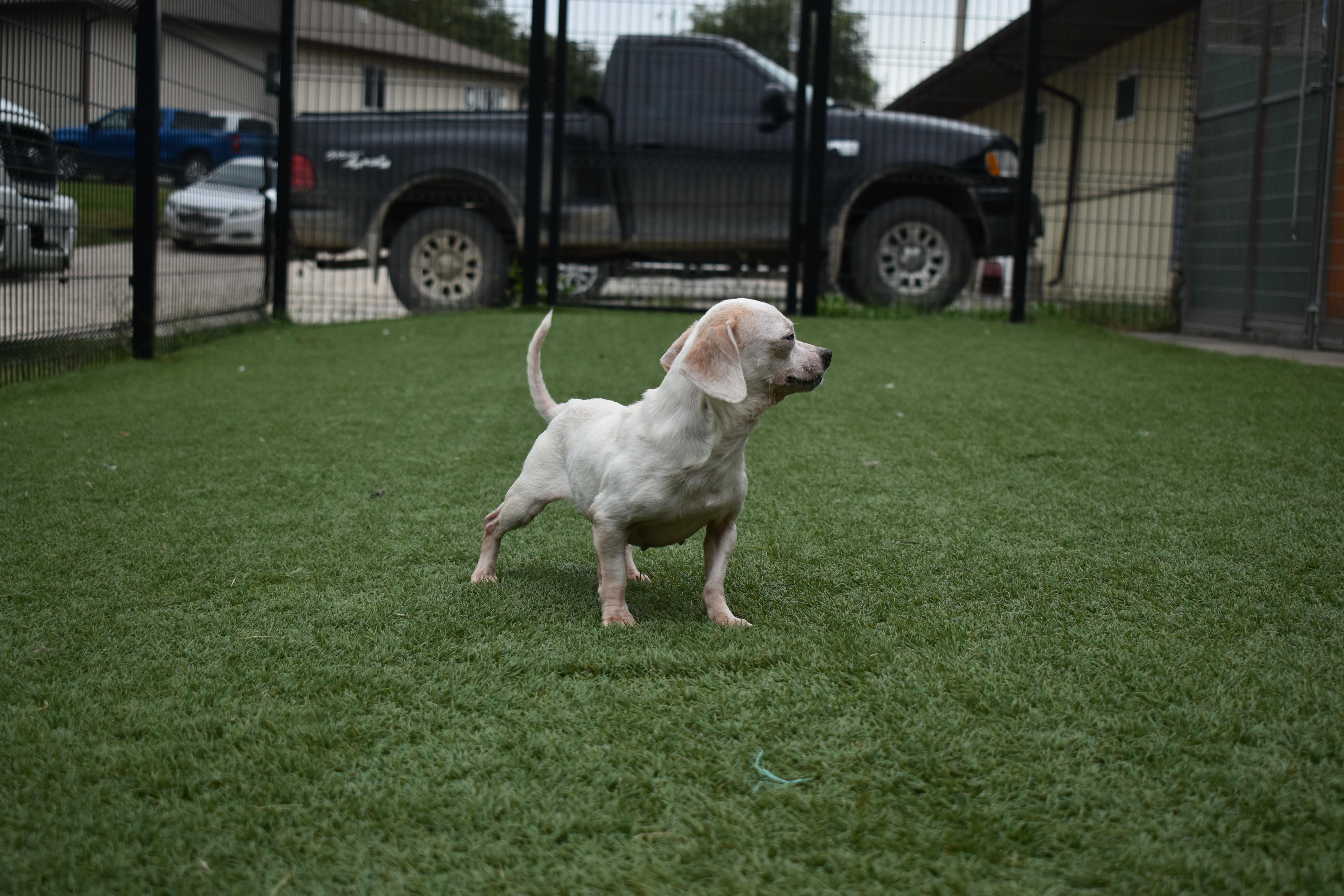 Enlarge Chispie-Belle, a Adopted Chihuahua in Auburn, NE image 4/5