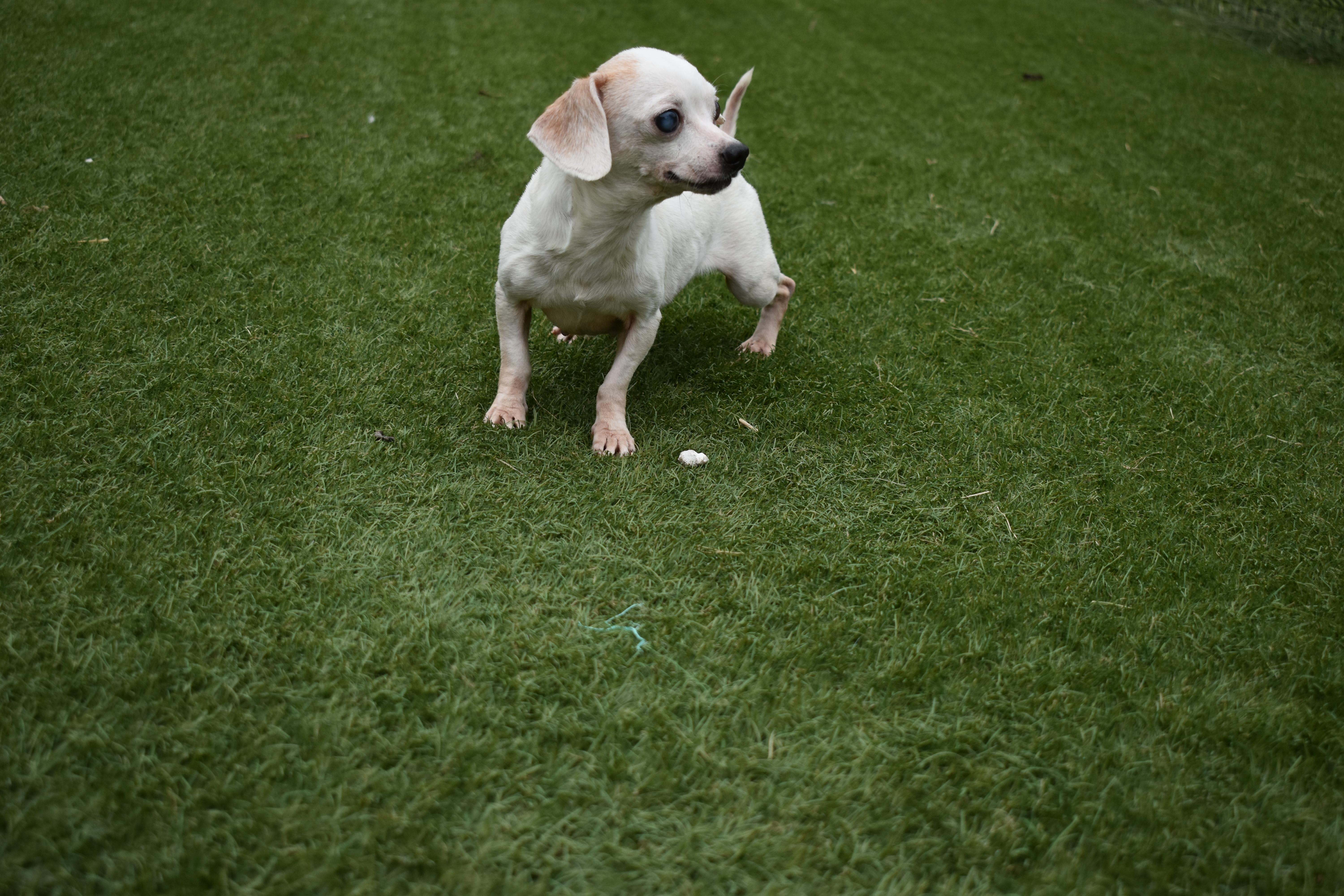 Enlarge Chispie-Belle, a Adopted Chihuahua in Auburn, NE image 2/5