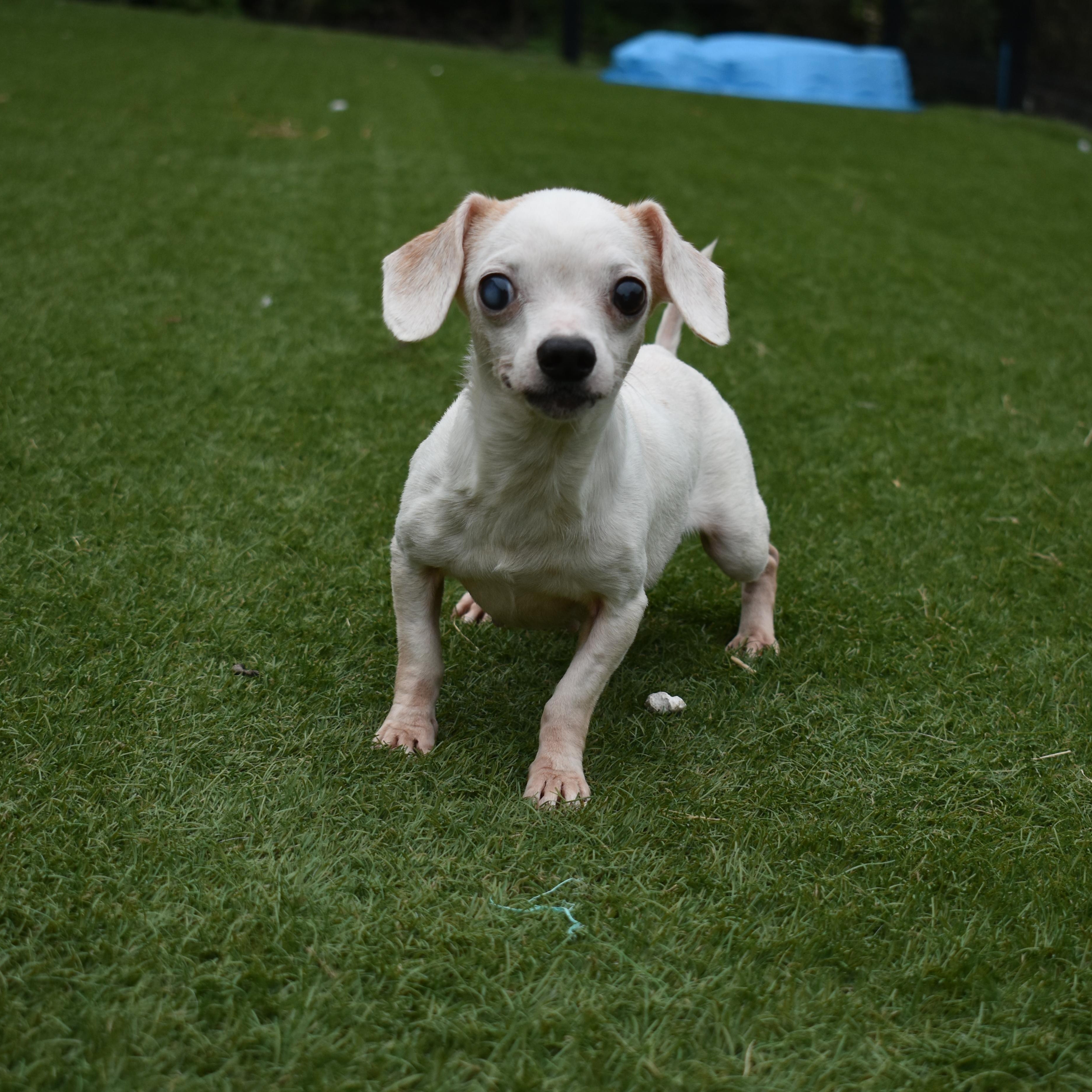 Enlarge Chispie-Belle, a Adopted Chihuahua in Auburn, NE image 5/5