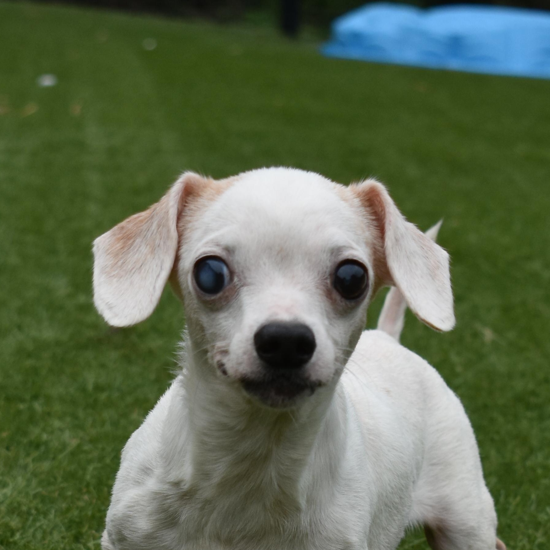 Enlarge Chispie-Belle, a Adopted Chihuahua in Auburn, NE image 1/5