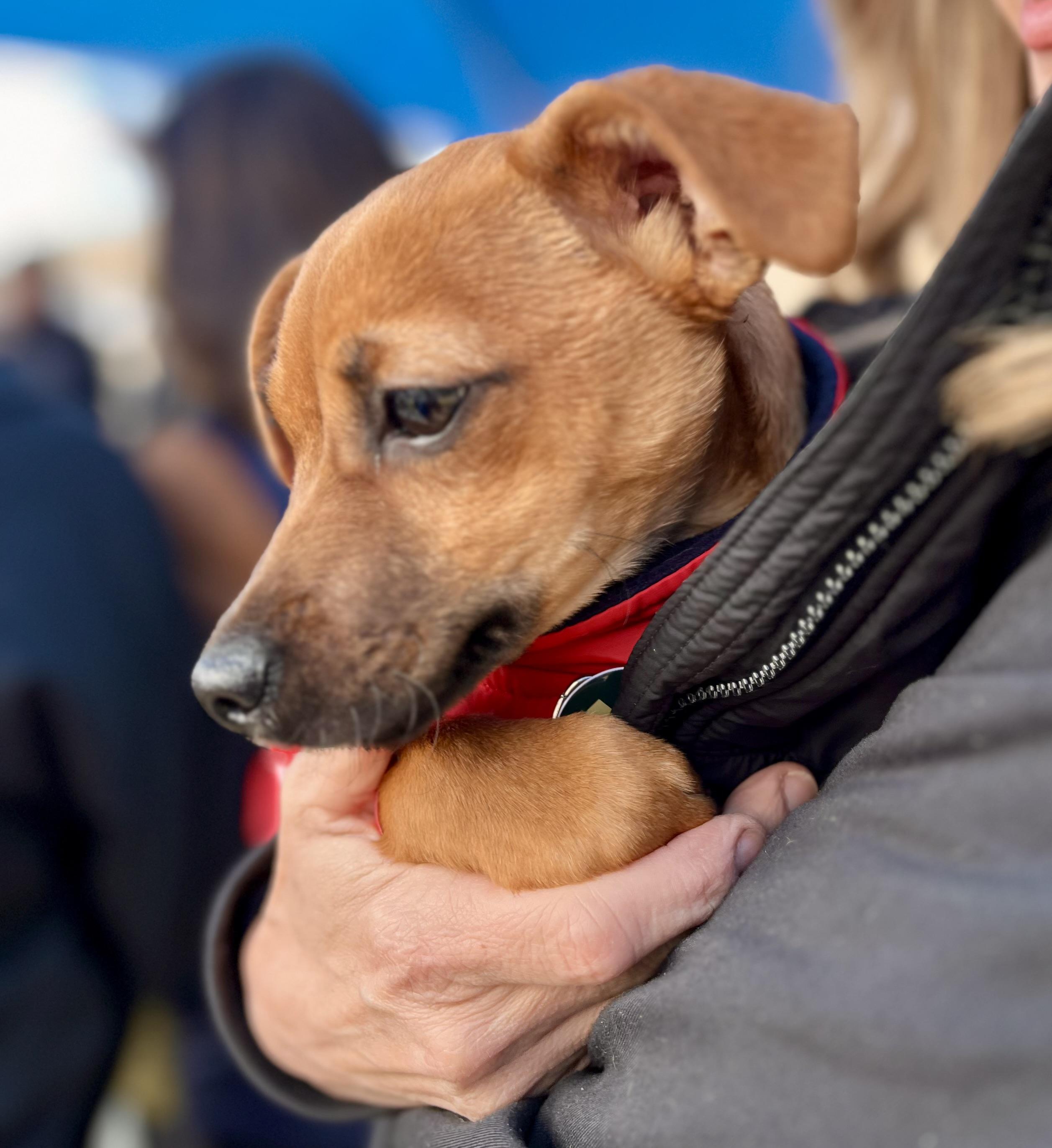 Will, Adoptable, Young Male Chihuahua.