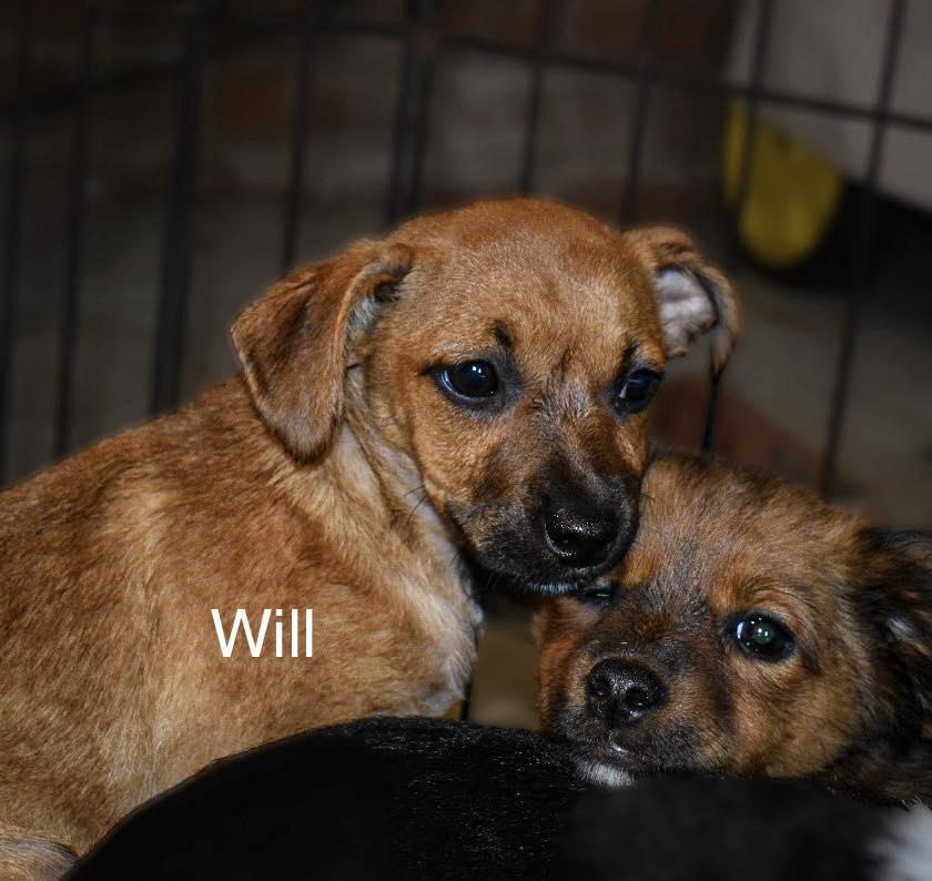 Enlarge Will, a Adoptable mixed breed in Matthews, NC image 1/1