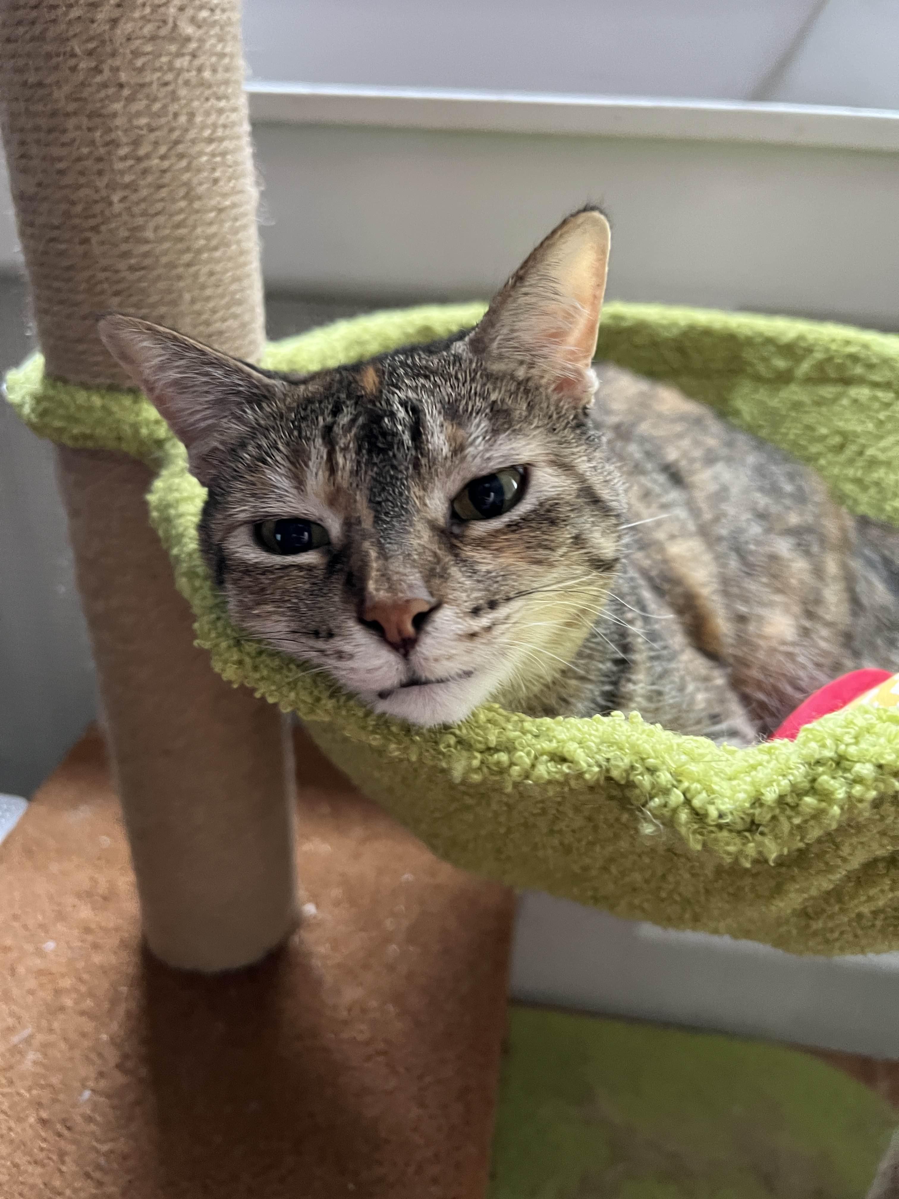 Gingerbread, Adoptable, Adult Female American Shorthair.