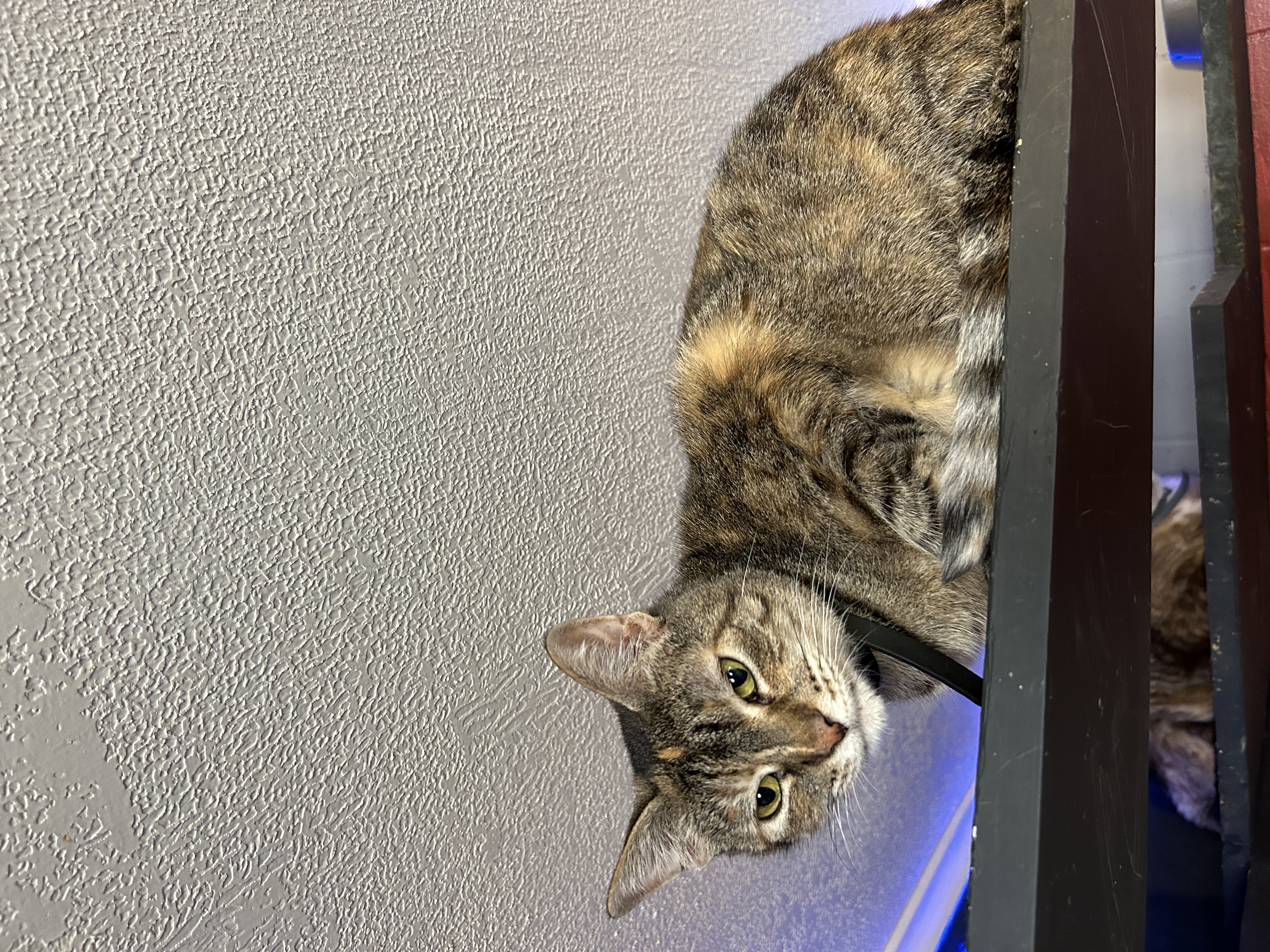 Gingerbread thumbnail 2