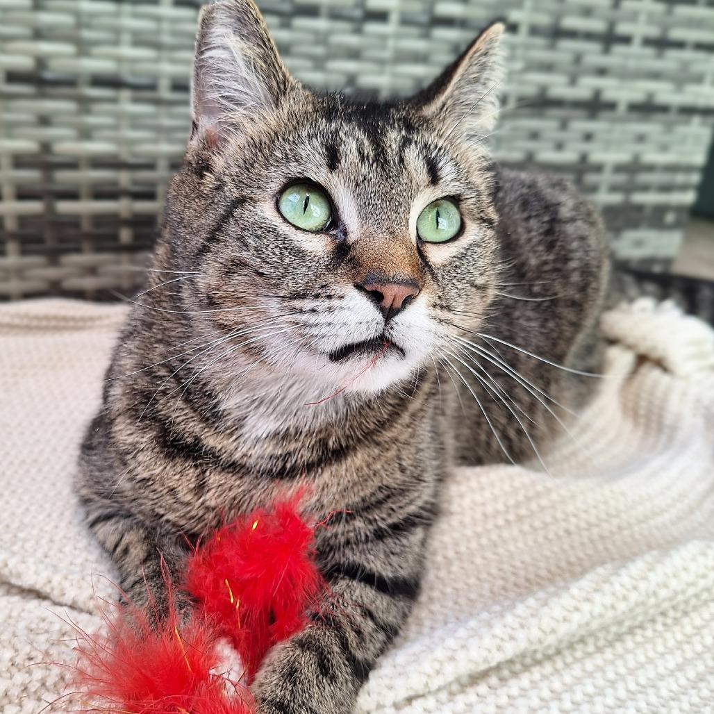 Nova, Adoptable, Adult Female Domestic Short Hair.