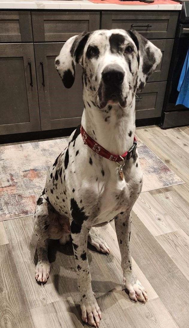 Enlarge Chief, a Adopted Great Dane in Kellogg, ID image 1/4