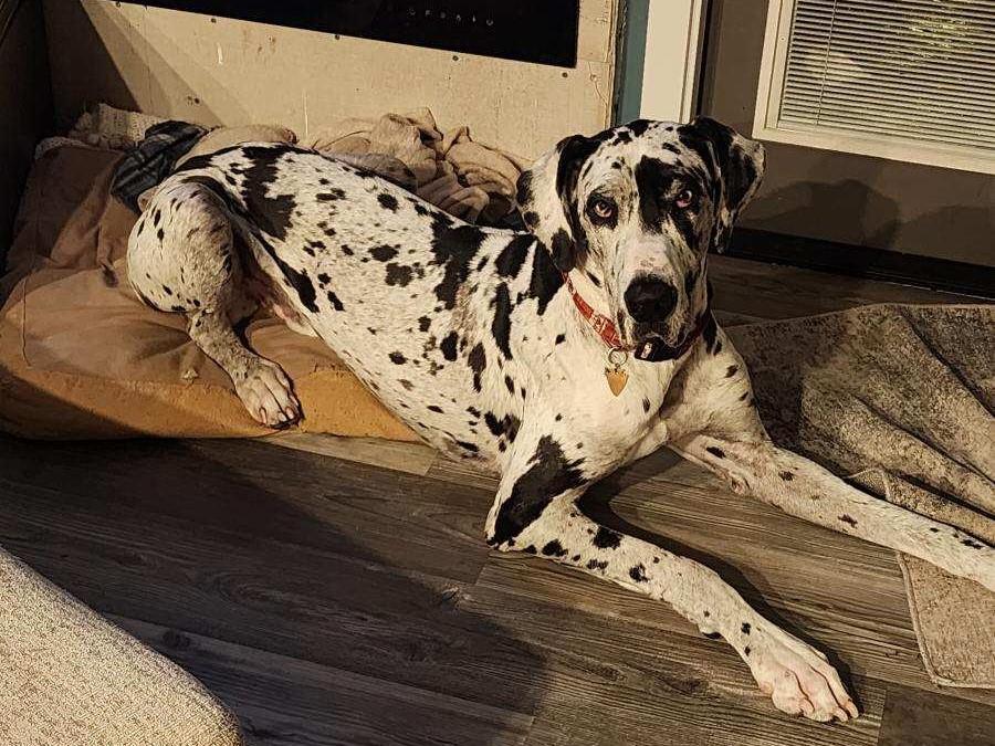 Enlarge Chief, a Adopted Great Dane in Kellogg, ID image 2/4