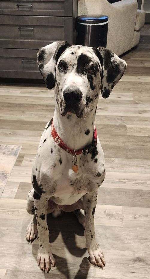 Chief, Adopted, Young Male Great Dane.