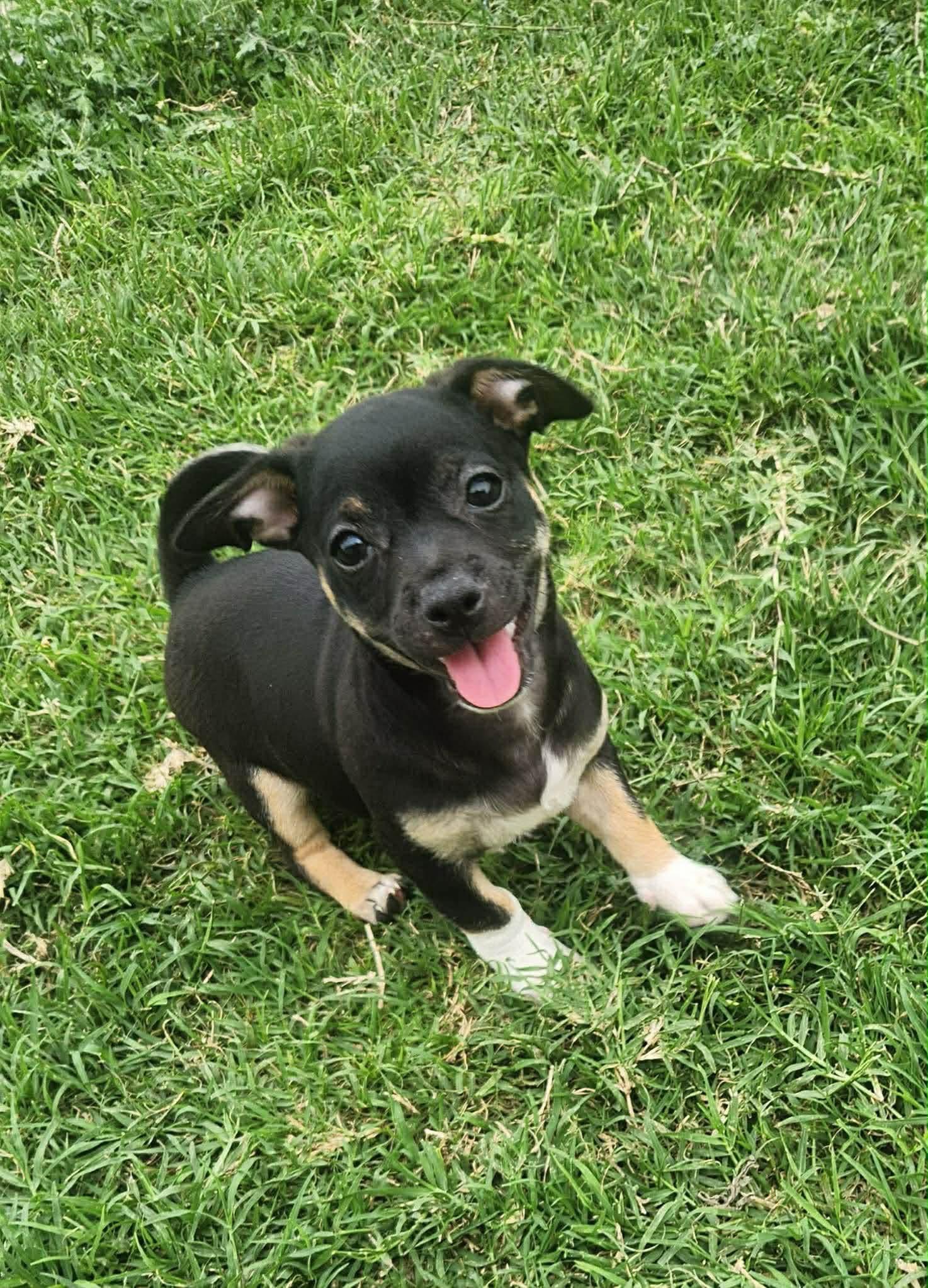 3 Chihuahua mix puppies, an adopted mixed breed in Elkhorn, WI image 1/3