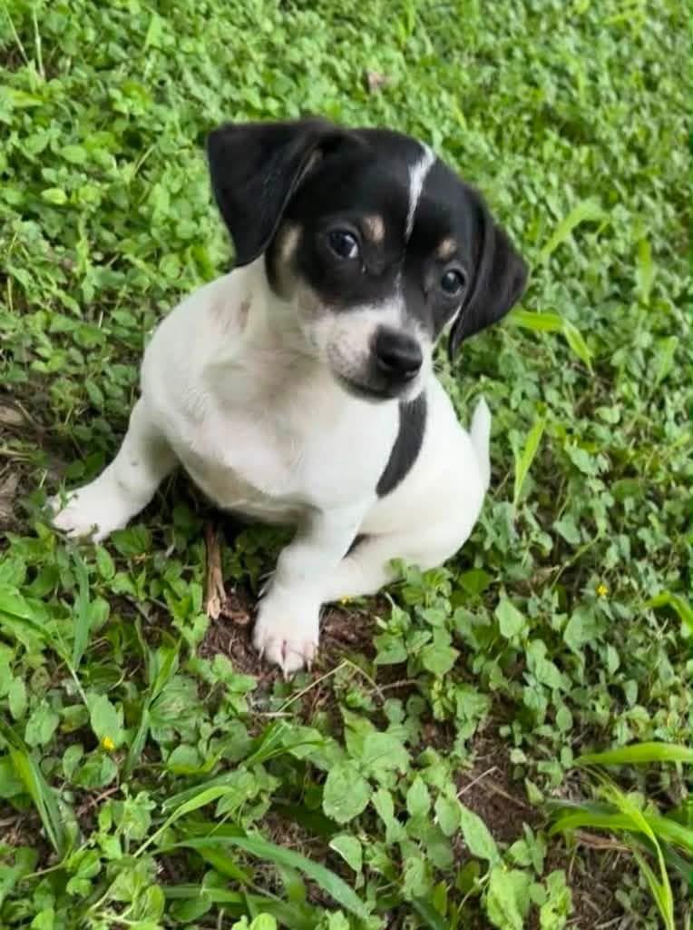 3 Chihuahua mix puppies, an adopted mixed breed in Elkhorn, WI image 2/3