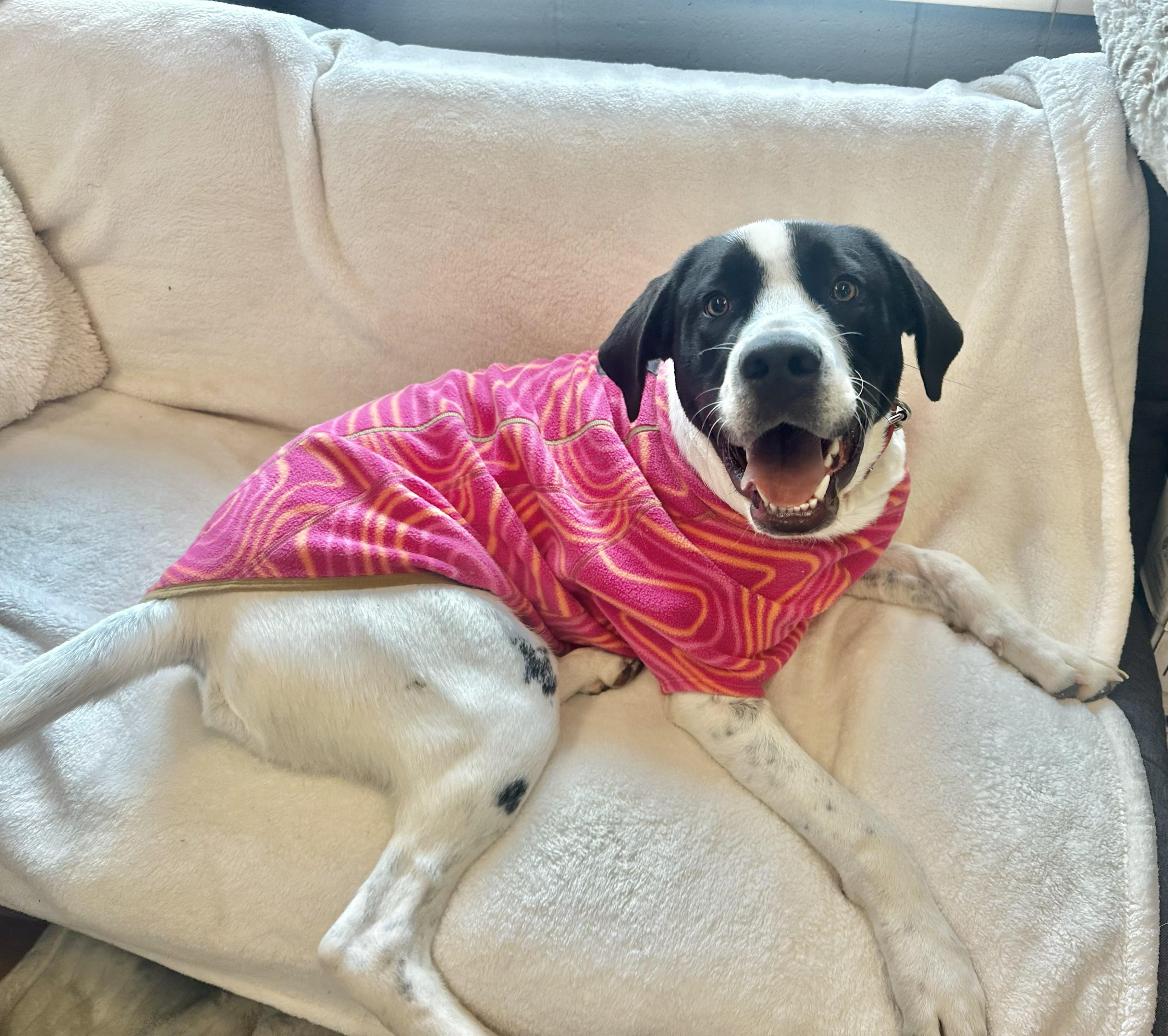 Sky, an adoptable German Shorthaired Pointer, Labrador Retriever in Jackson, WY, 83002 | Photo Image 1