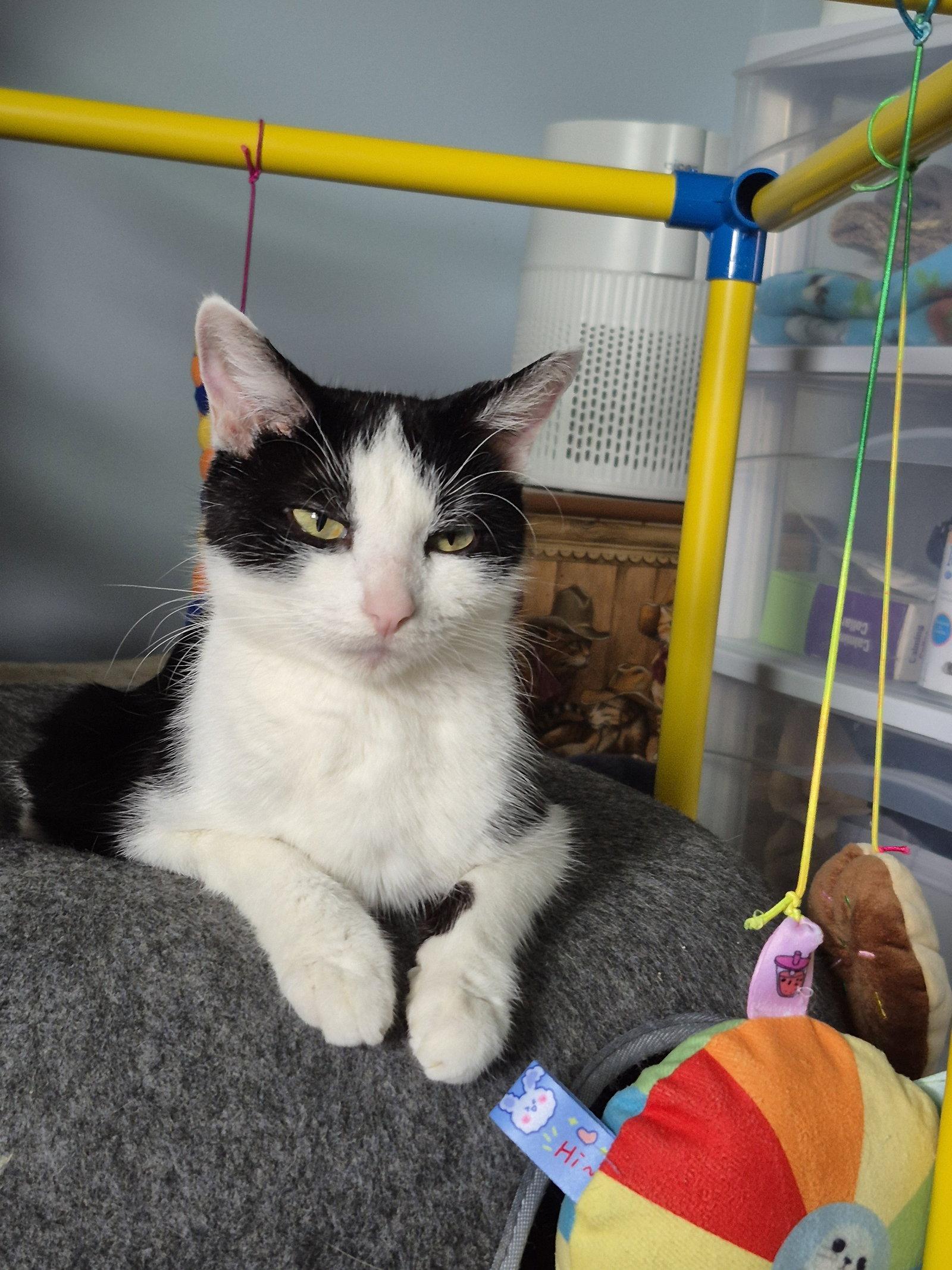 Inky, a Adoptable Domestic Short Hair in Wheaton, IL image 1/3