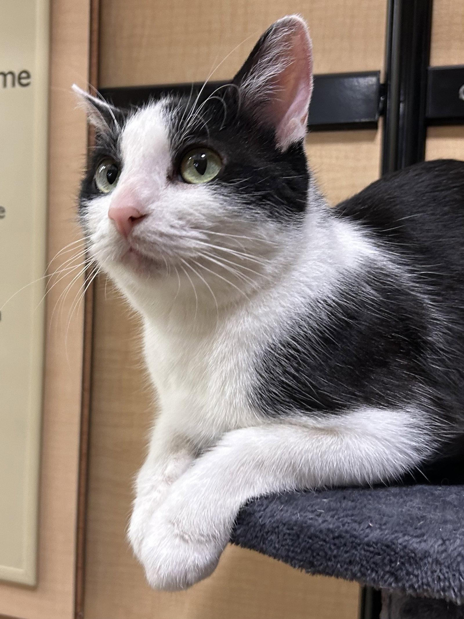 Inky, a Adoptable Domestic Short Hair in Wheaton, IL image 2/3