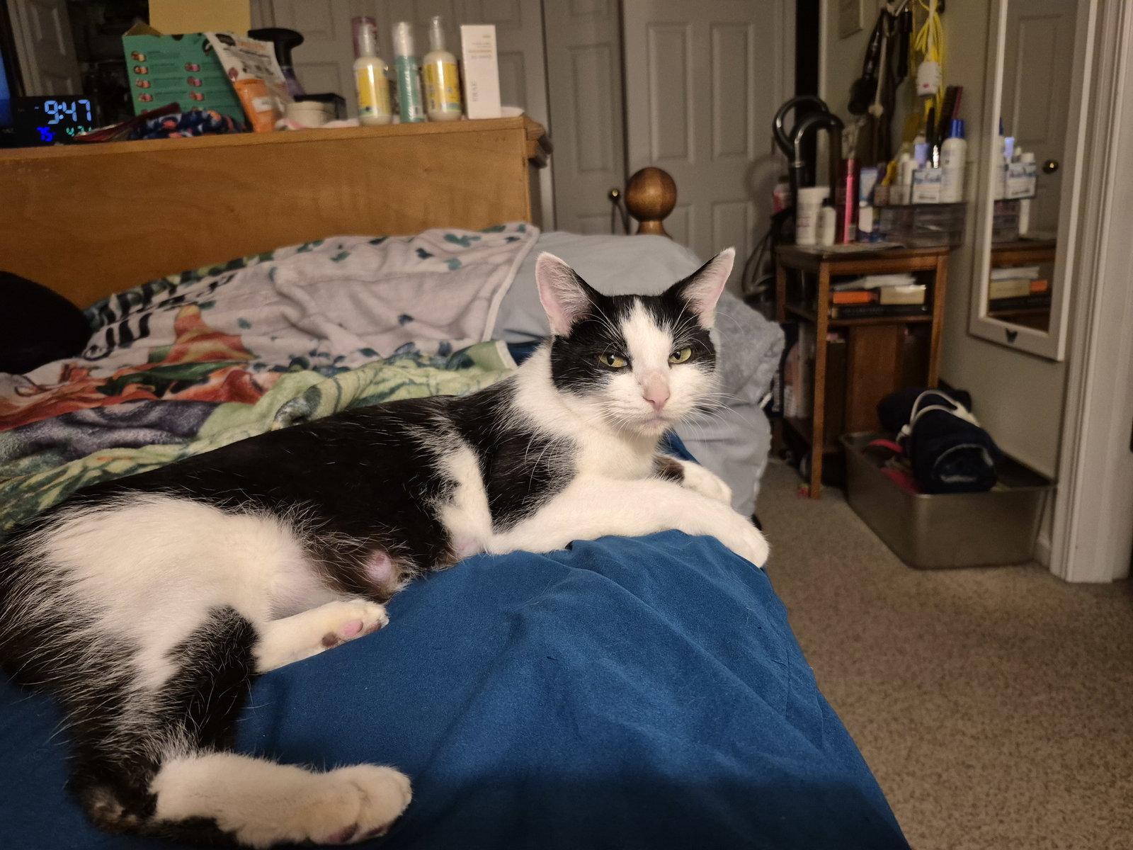 Inky, a Adoptable Domestic Short Hair in Wheaton, IL image 3/3