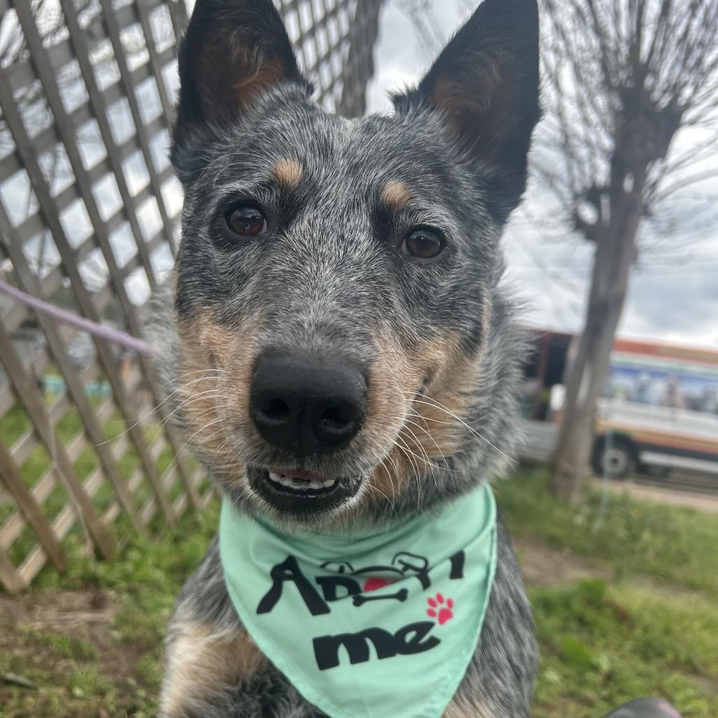 Enlarge Honcho, a Adoptable mixed breed in West Point, MS image 1/4