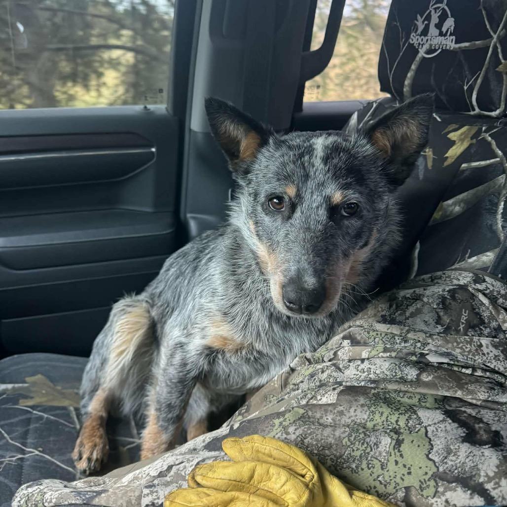 Enlarge Honcho, a Adoptable mixed breed in West Point, MS image 2/4