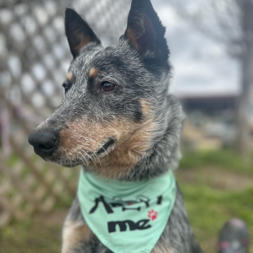 Enlarge Honcho, a Adoptable mixed breed in West Point, MS image 3/4