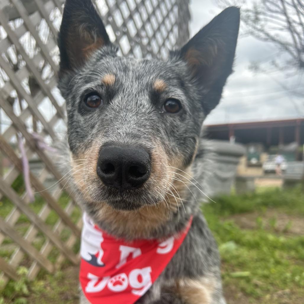 Enlarge Honcho, a Adoptable mixed breed in West Point, MS image 4/4