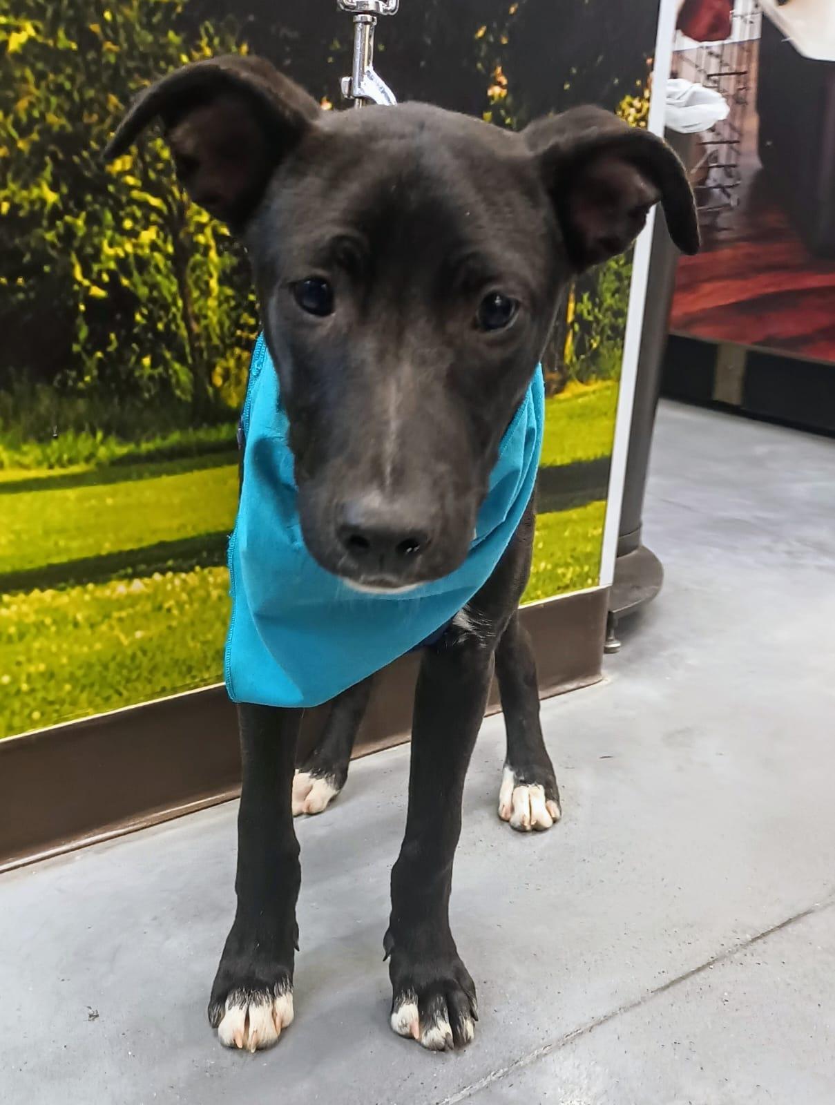 Enlarge Aaron, a Adoptable Terrier in San Diego, CA image 2/5