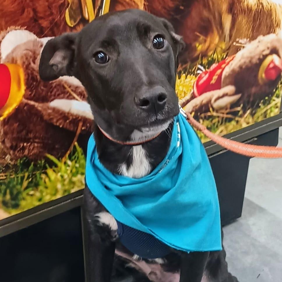 Enlarge Aaron, a Adoptable Terrier in San Diego, CA image 1/5