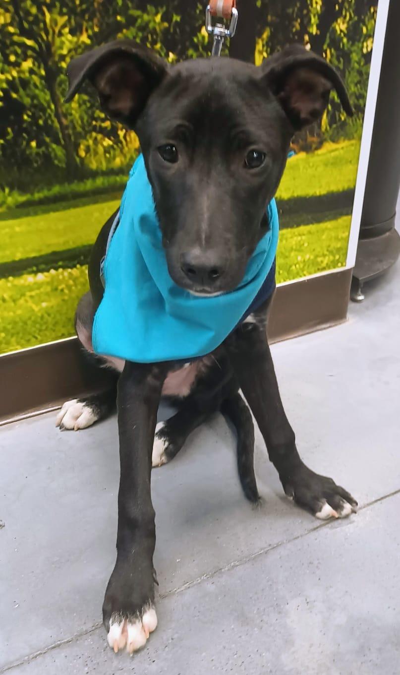 Enlarge Aaron, a Adoptable Terrier in San Diego, CA image 4/5