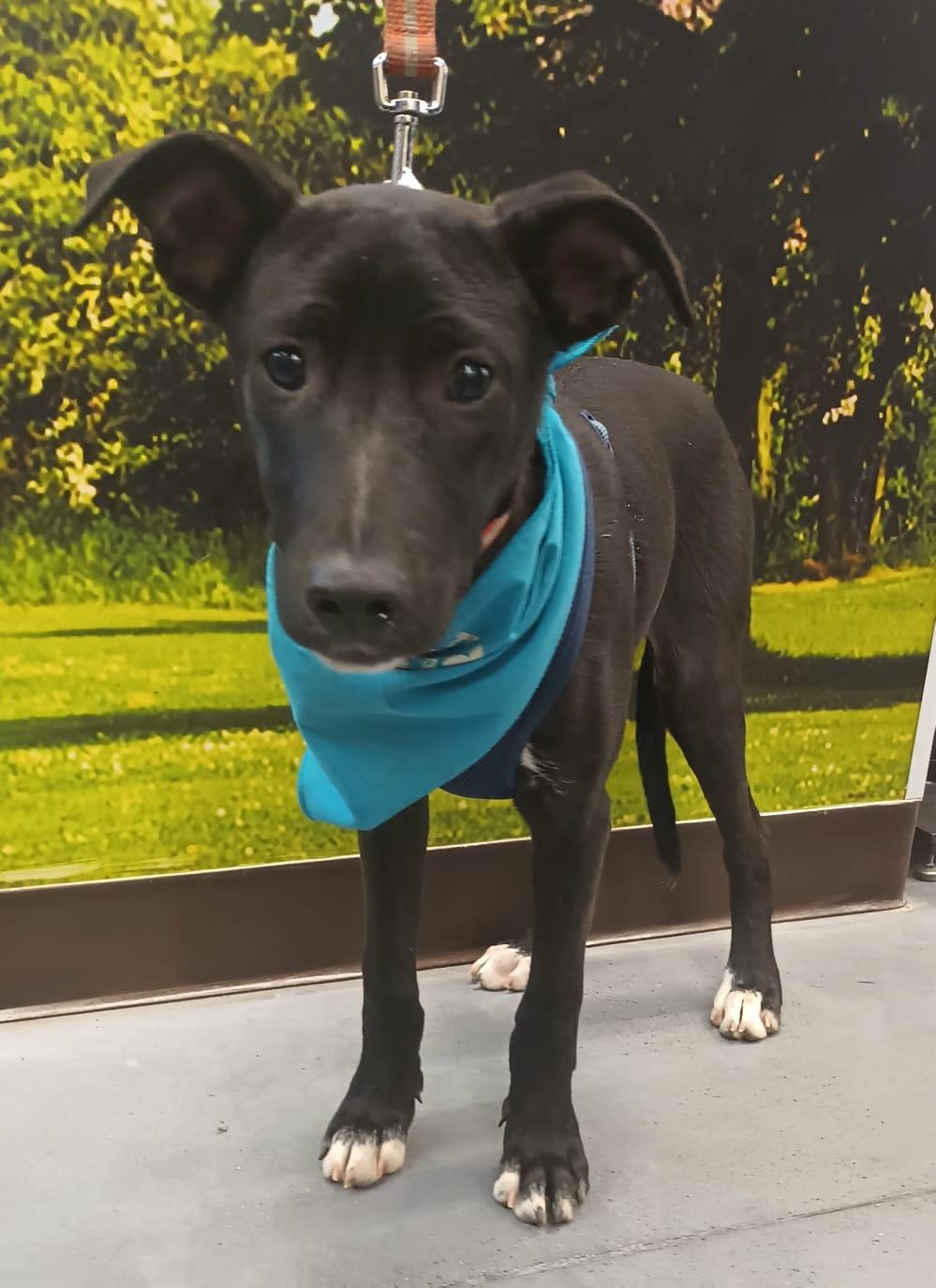 Enlarge Aaron, a Adoptable Terrier in San Diego, CA image 3/5