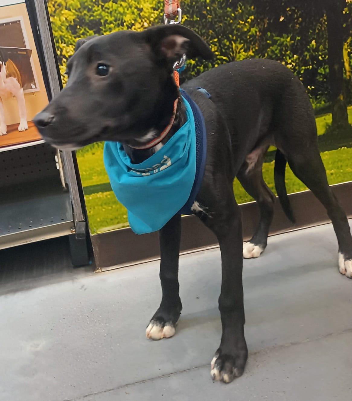 Enlarge Aaron, a Adoptable Terrier in San Diego, CA image 5/5