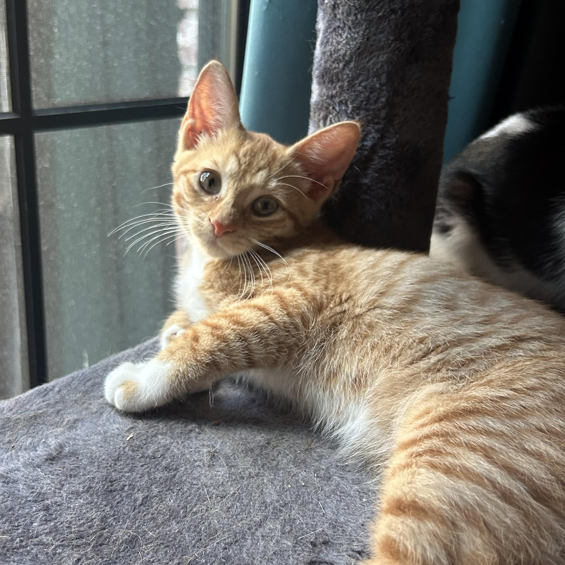 Shiloh and Milo, ADOPTABLE, Kitten Female Domestic Short Hair.