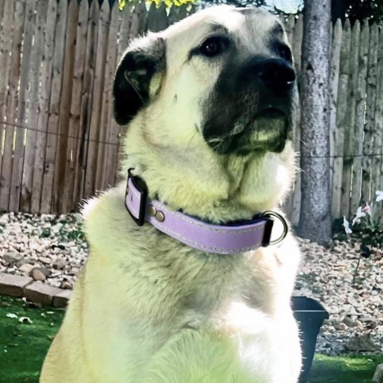 Zia, a Adoptable Anatolian Shepherd in Ringwood, NJ image 3/3