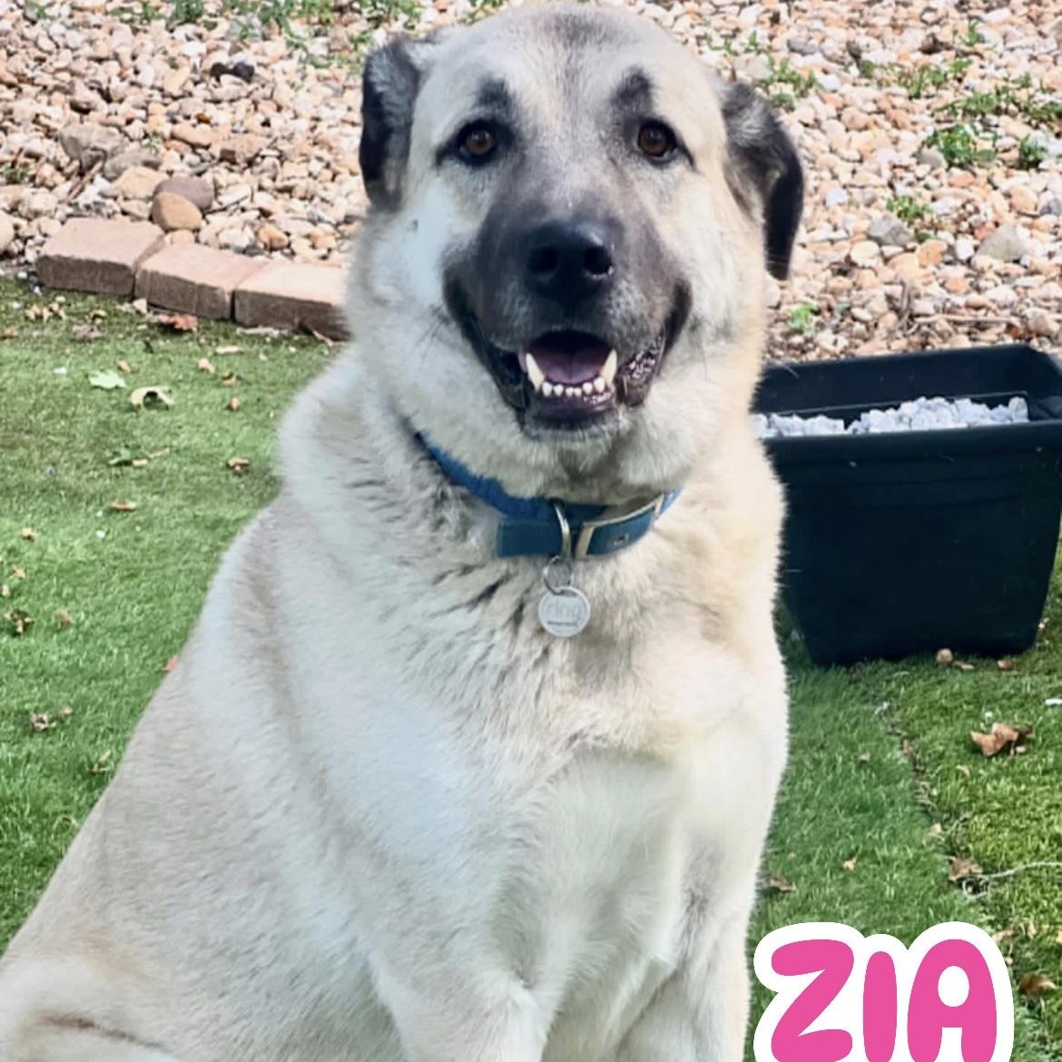 Zia, Adoptable, Adult Female Anatolian Shepherd.