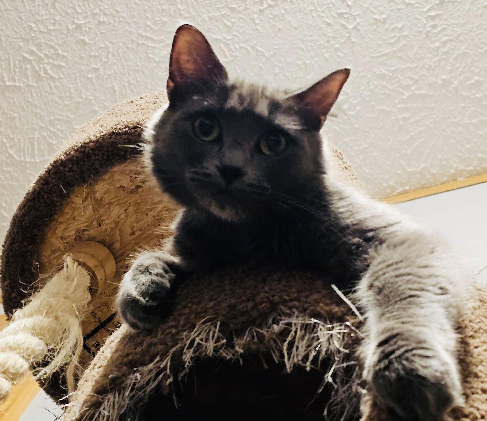 Fluffy, Adoptable, Adult Female Domestic Long Hair.