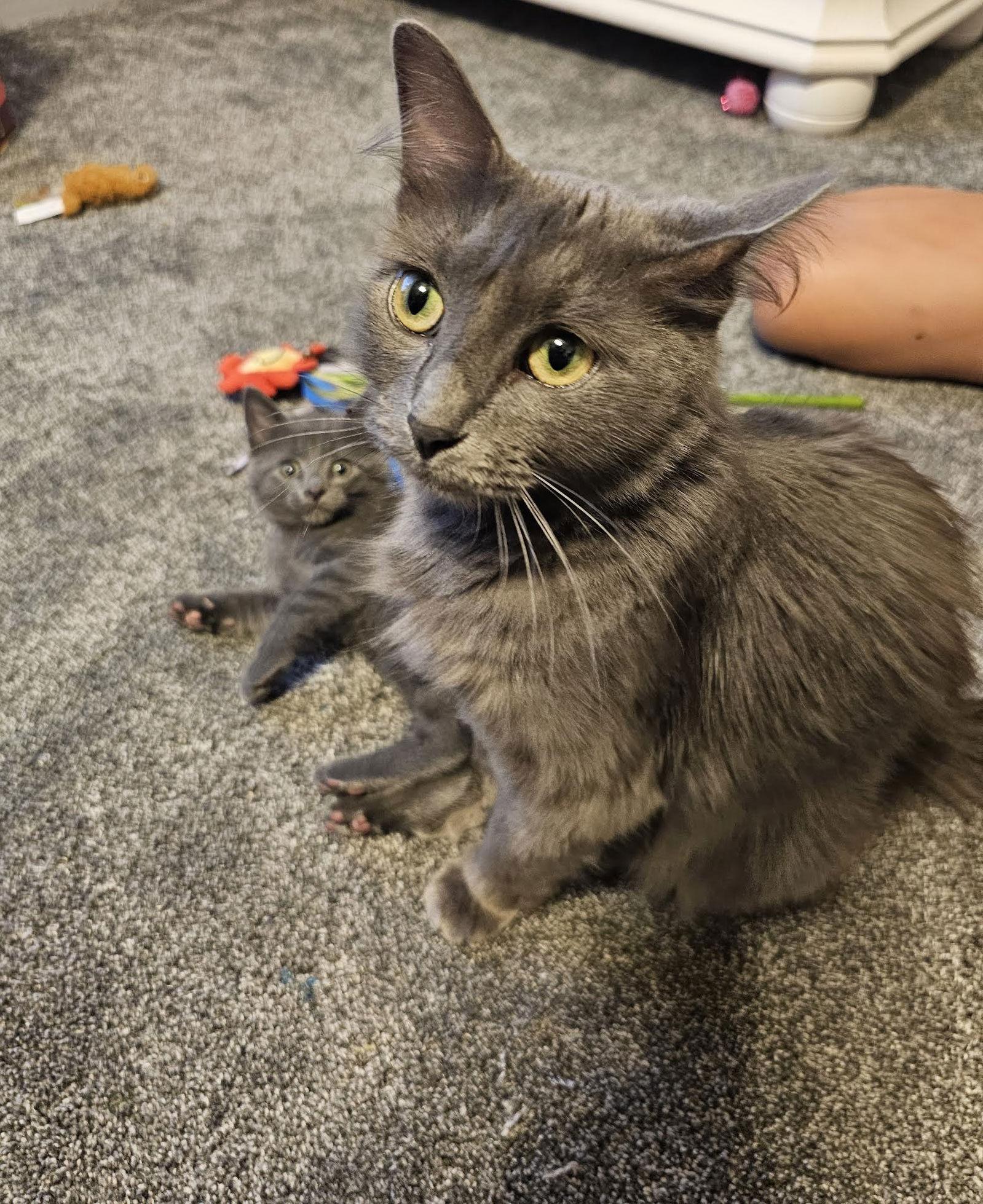 Enlarge Fluffy, a Adoptable Domestic Long Hair in Blaine, MN image 2/3