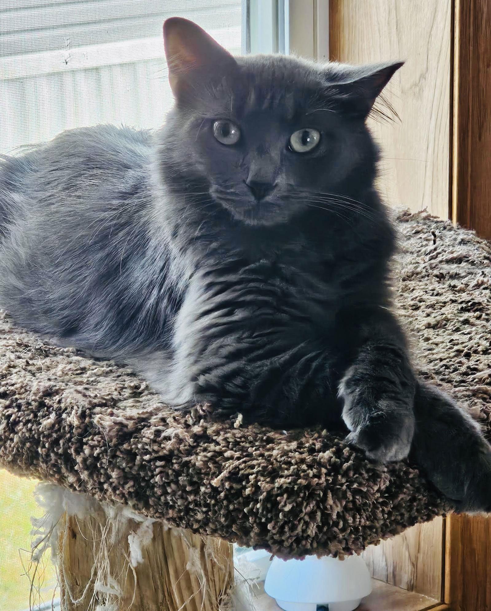 Enlarge Fluffy, a Adoptable Domestic Long Hair in Blaine, MN image 3/3