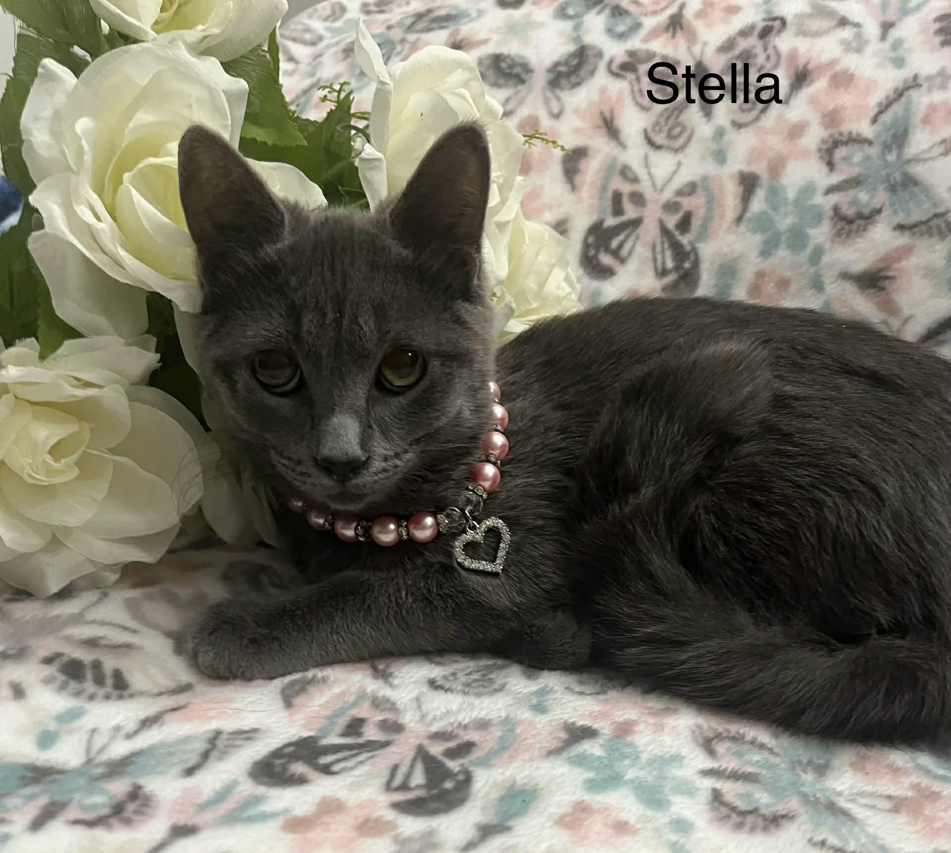 Enlarge Stella, a Adoptable mixed breed in Livonia, MI image 2/6
