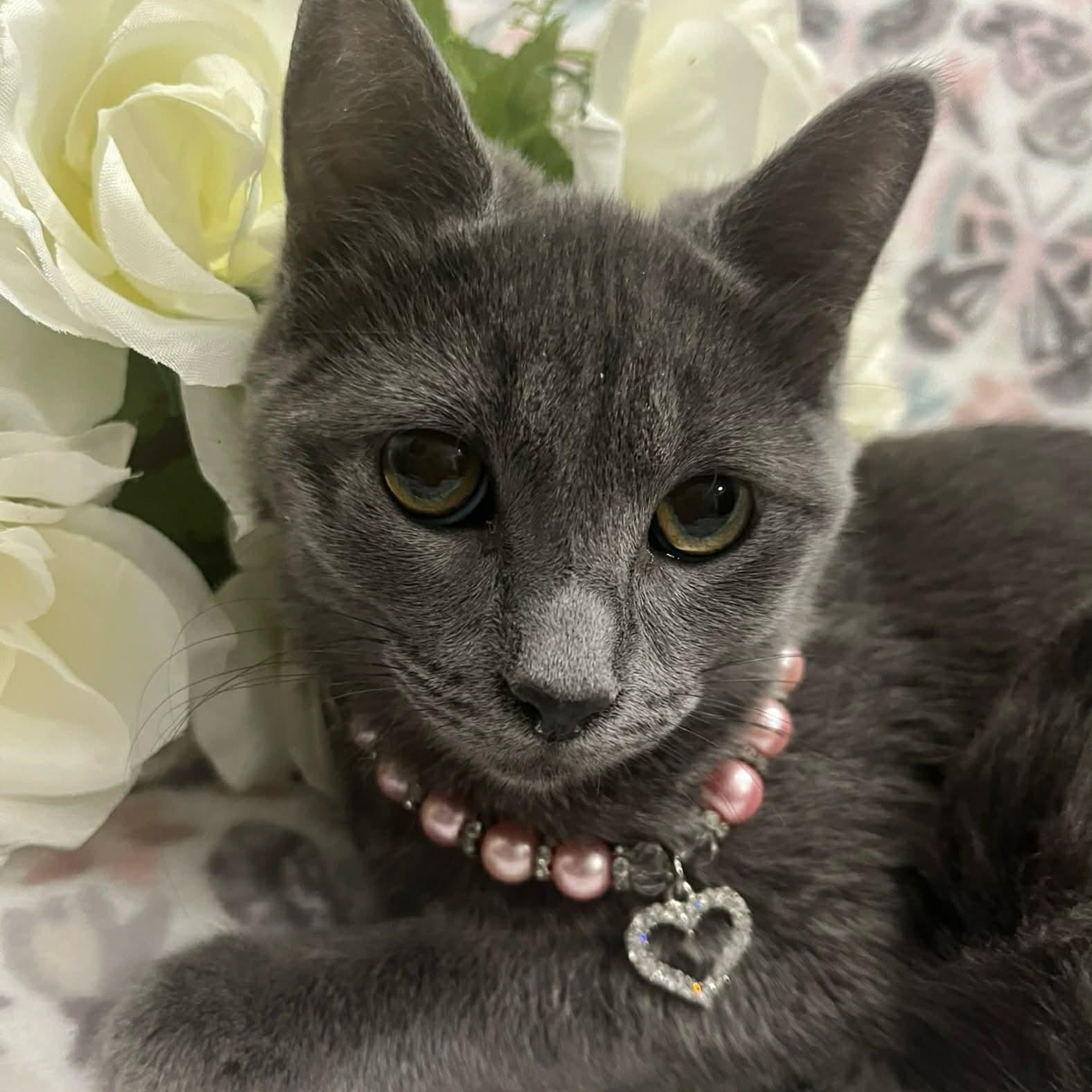 Stella, Adoptable, Young Female Russian Blue & Domestic Short Hair.