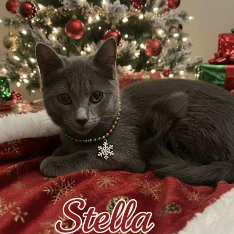 Enlarge Stella, a Adoptable mixed breed in Livonia, MI image 3/6