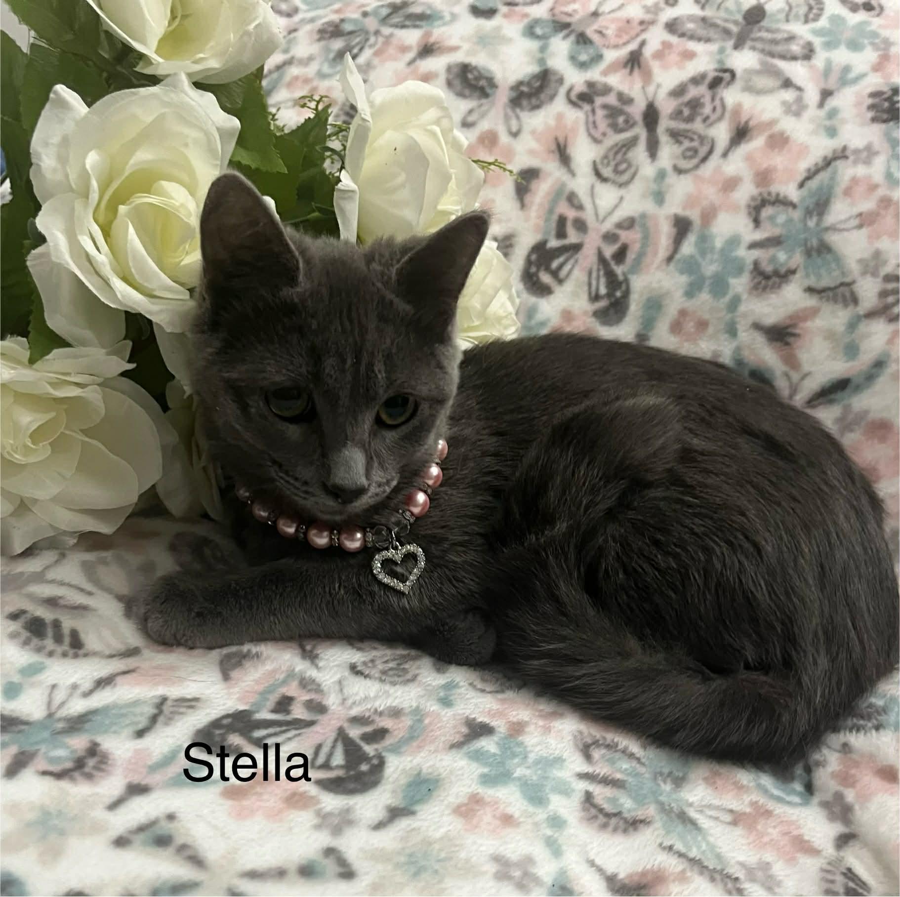 Enlarge Stella, a Adoptable mixed breed in Livonia, MI image 4/6