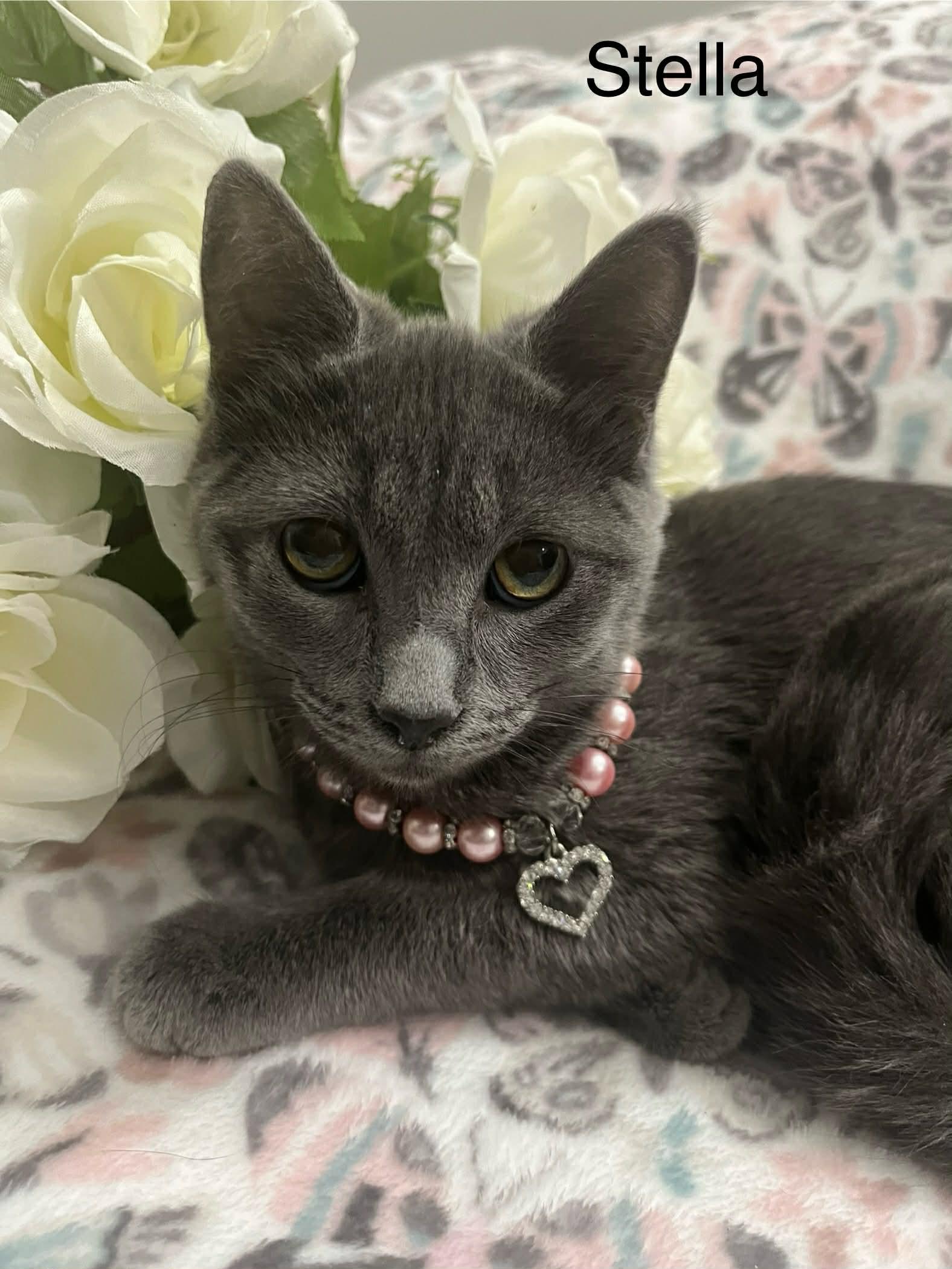 Enlarge Stella, a Adoptable mixed breed in Livonia, MI image 5/6