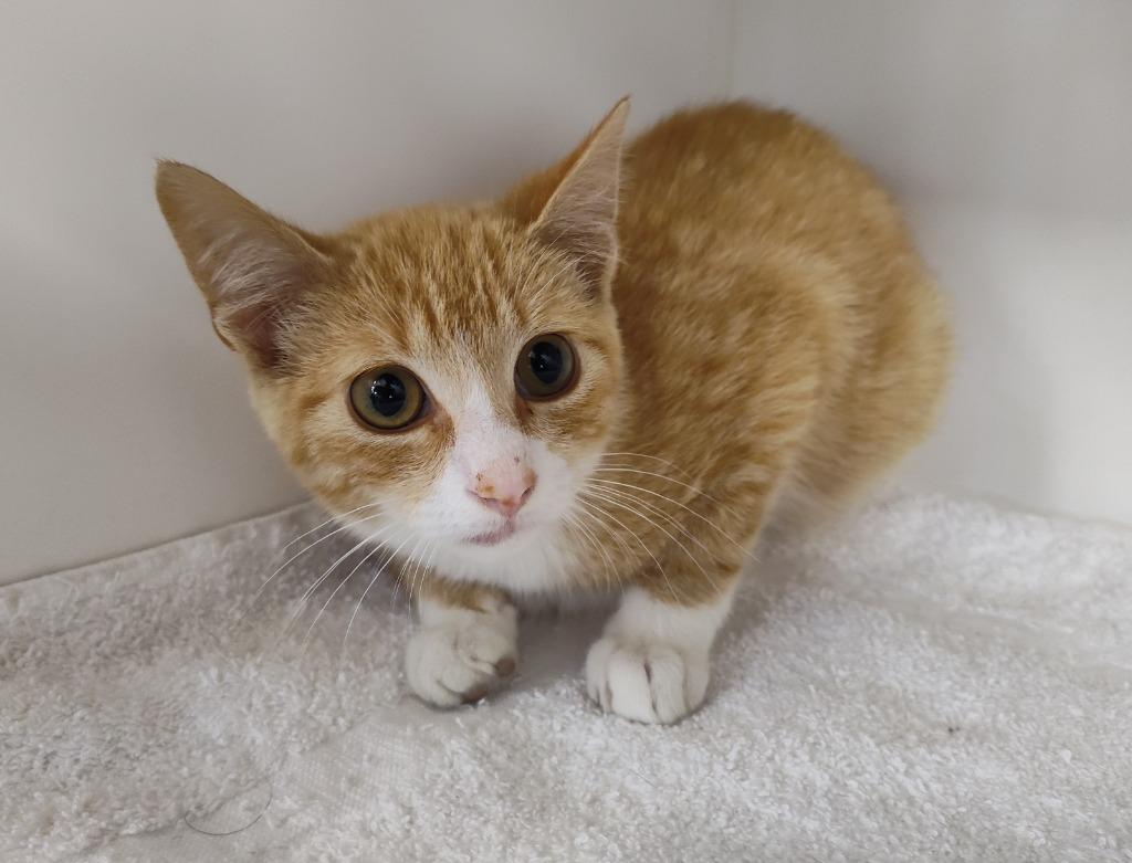 Ruler, Adoptable, Kitten Male Domestic Short Hair.