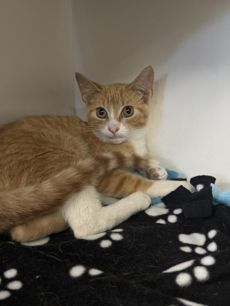 Enlarge Ruler, a Adoptable mixed breed in Grand Forks, ND image 2/2