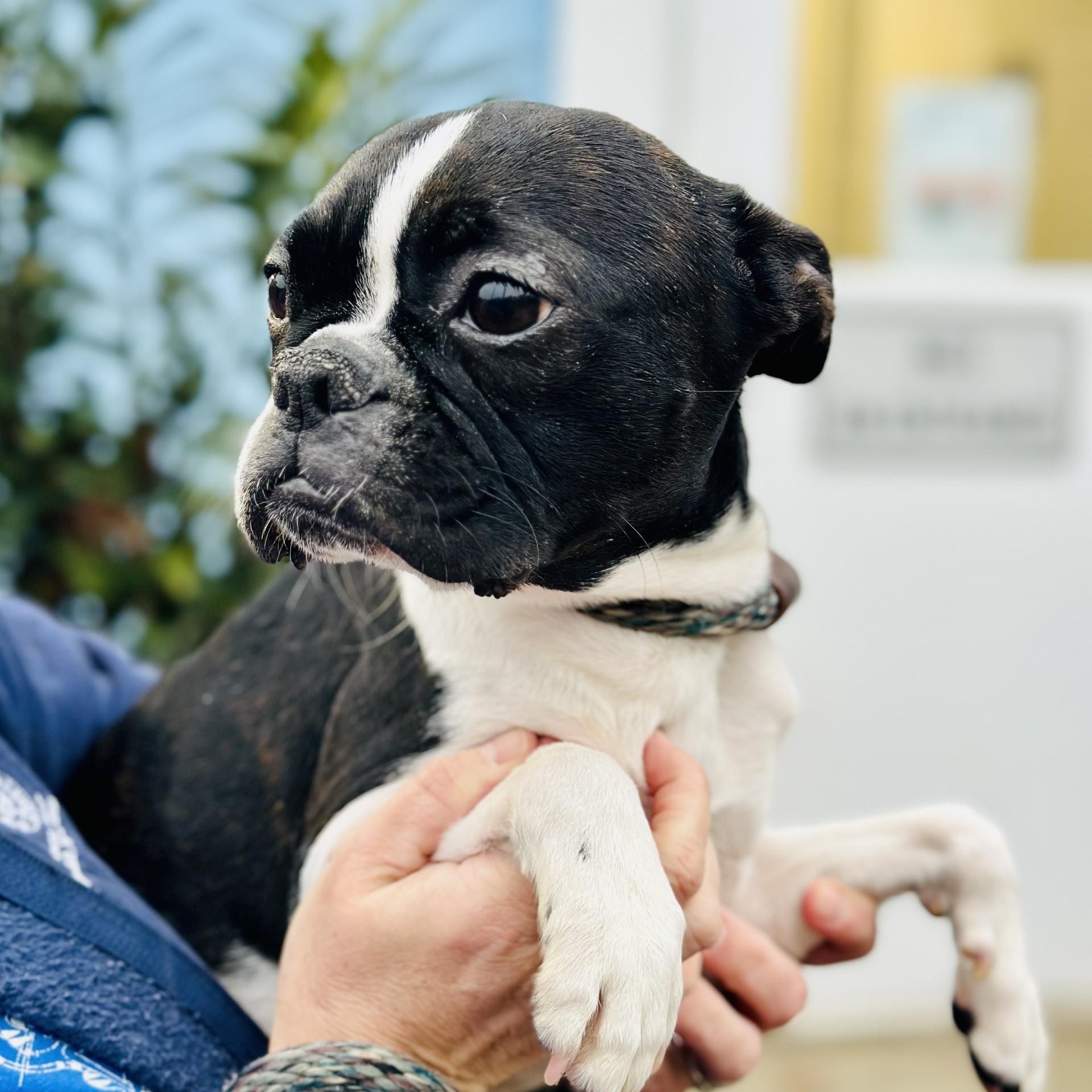 Sugar Pie , ADOPTABLE, Adult Female Boston Terrier.