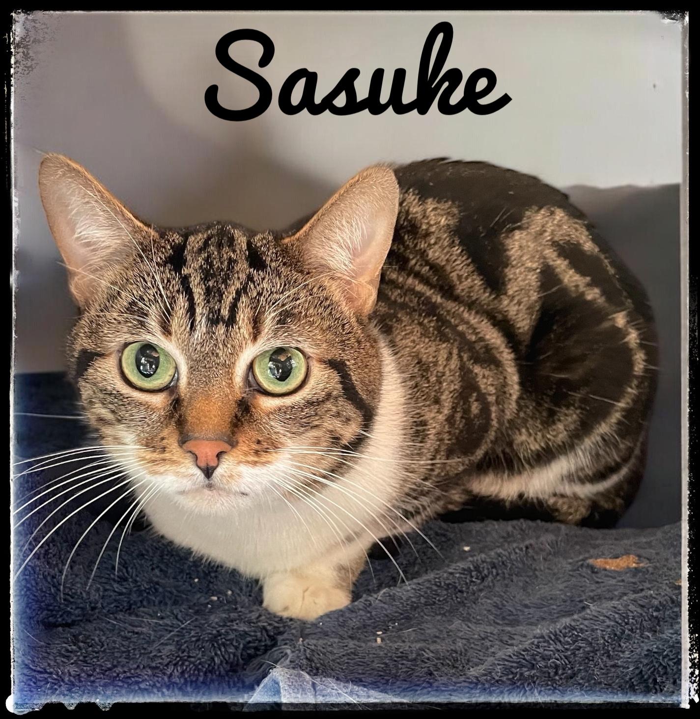 Sasuke, Adoptable, Adult Male Domestic Short Hair.