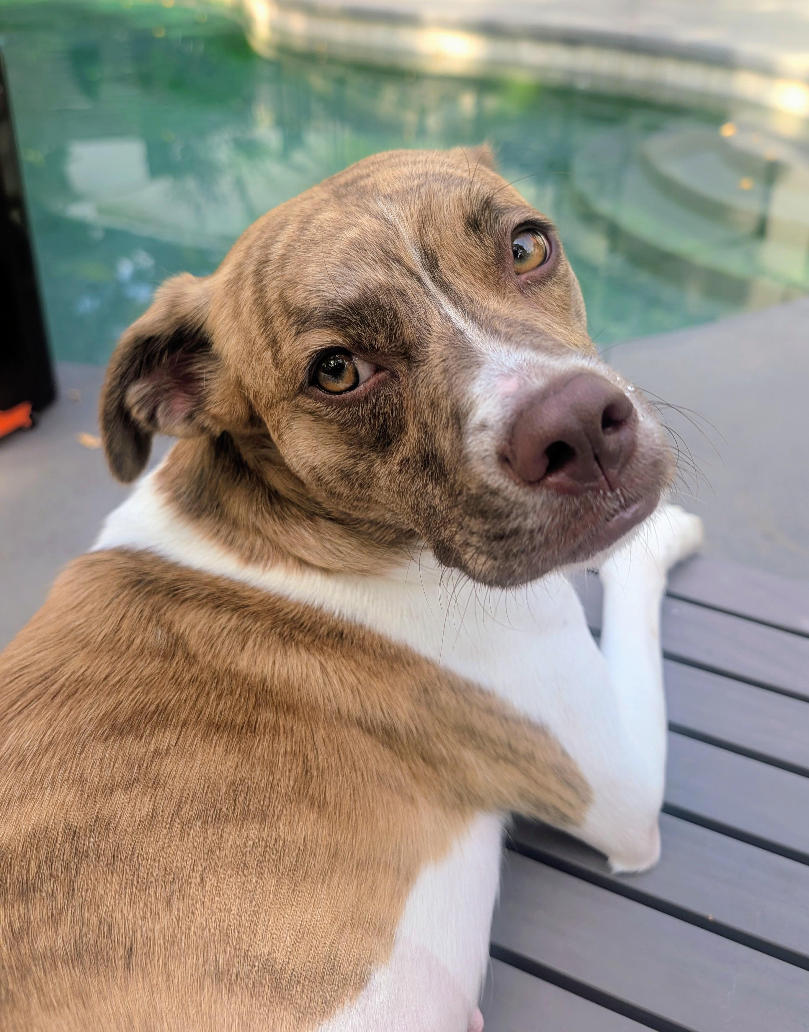 Cali, Adoptable, Young Female Boxer.