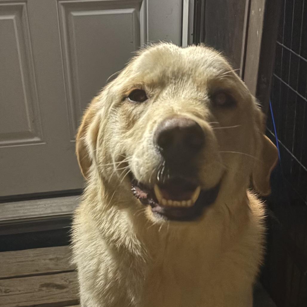 Shutters, Adoptable, Adult Male Yellow Labrador Retriever.