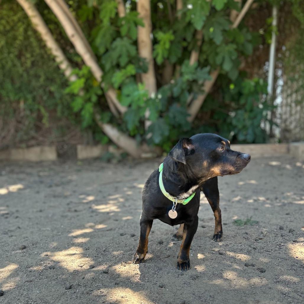 Beef Jerky, Adoptable, Adult Male Chihuahua & Mixed Breed.