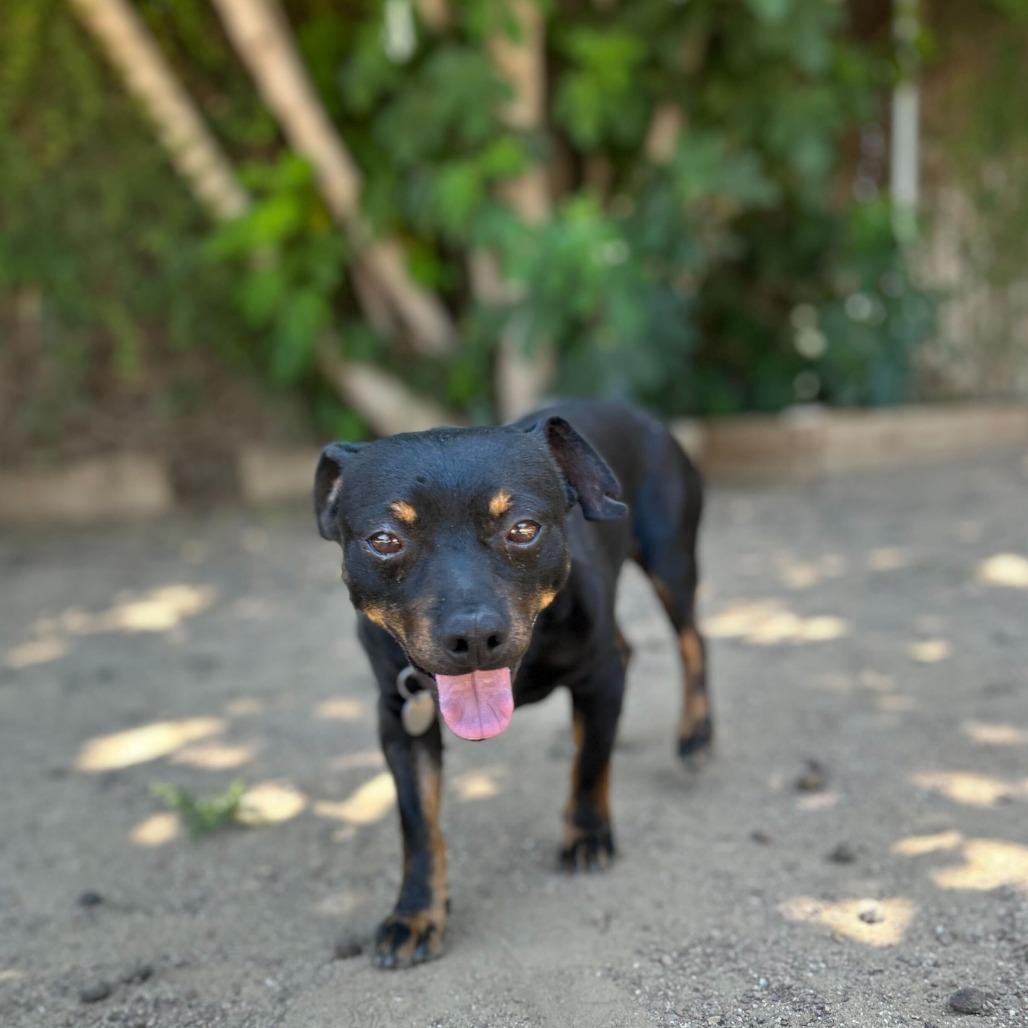 Enlarge Beef Jerky, a Adoptable mixed breed in Riverside, CA image 2/6