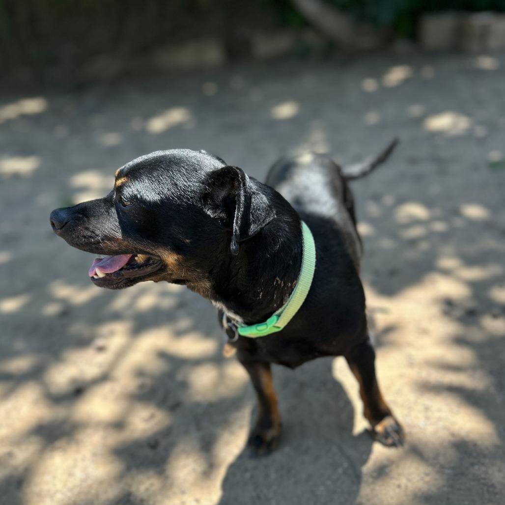 Enlarge Beef Jerky, a Adoptable mixed breed in Riverside, CA image 3/6