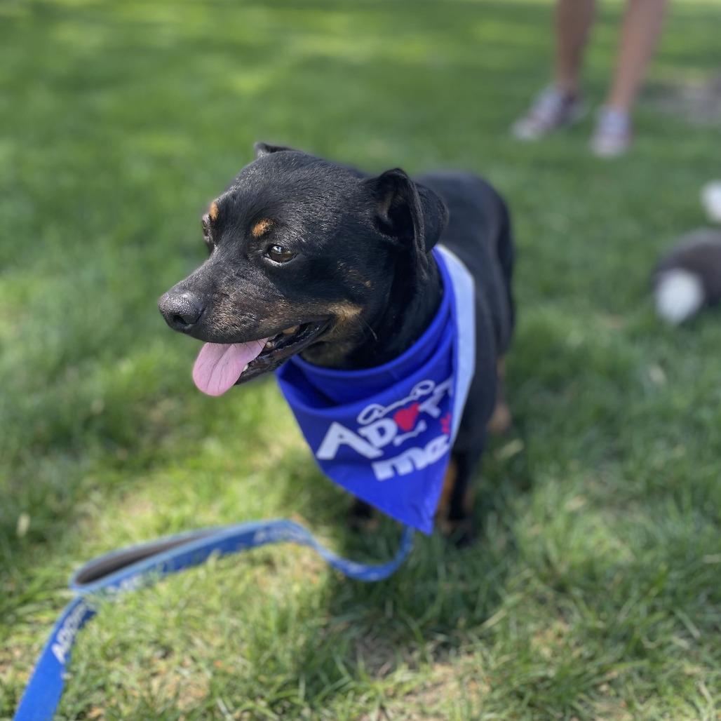 Enlarge Beef Jerky, a Adoptable mixed breed in Riverside, CA image 4/6