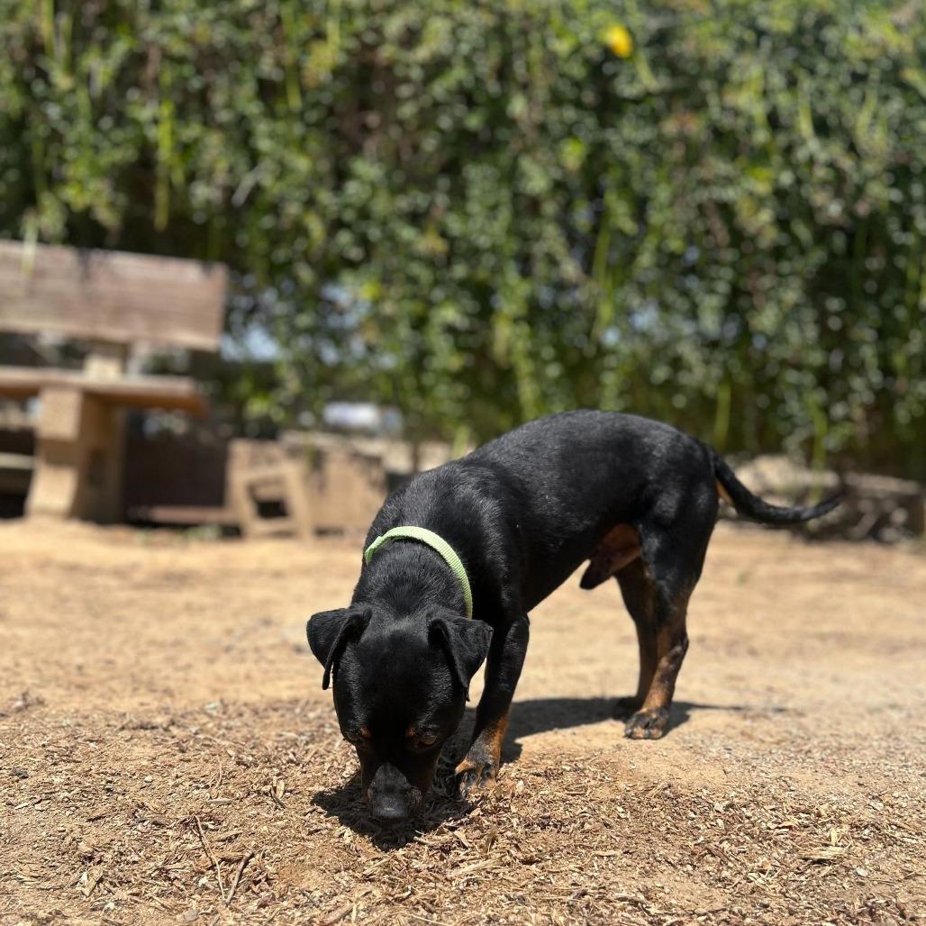 Enlarge Beef Jerky, a Adoptable mixed breed in Riverside, CA image 5/6